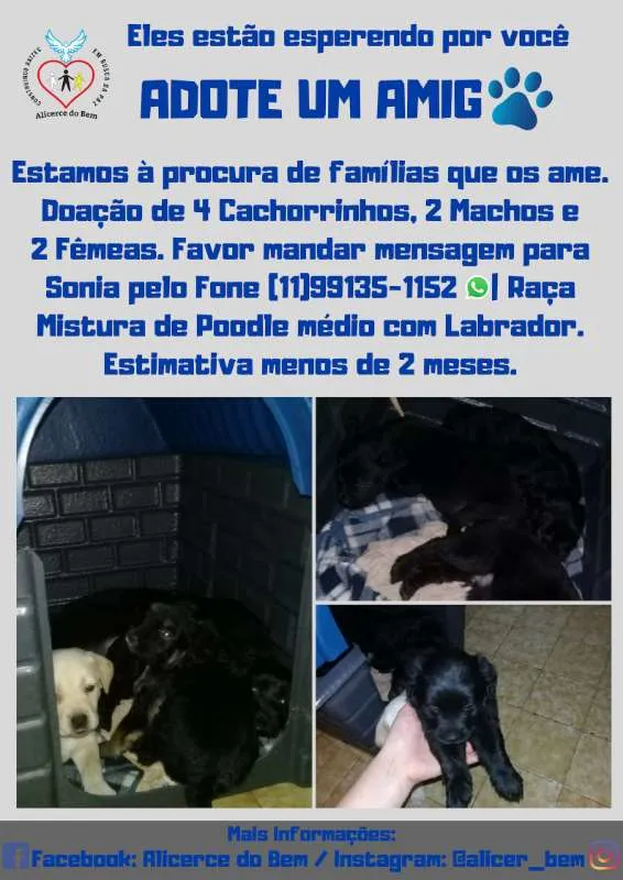 Cachorro ra a Poodle médio com Labrador idade Abaixo de 2 meses nome Adote