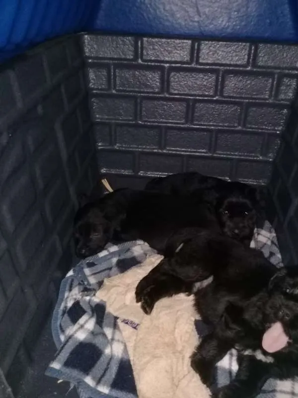 Cachorro ra a Poodle médio com Labrador idade Abaixo de 2 meses nome Adote