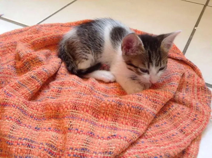 Gato ra a  idade Abaixo de 2 meses nome Filhotes