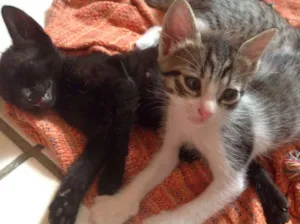 Gato raça  idade Abaixo de 2 meses nome Filhotes