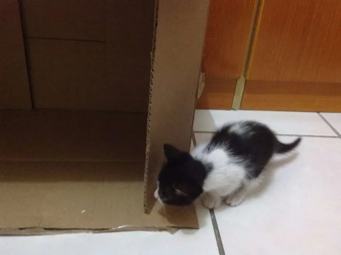 Gato ra a  idade Abaixo de 2 meses nome Filhotes