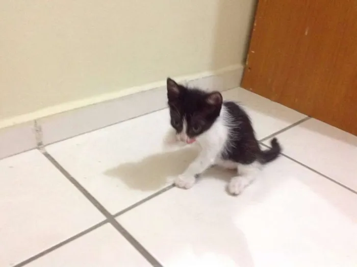 Gato ra a  idade Abaixo de 2 meses nome Filhotes