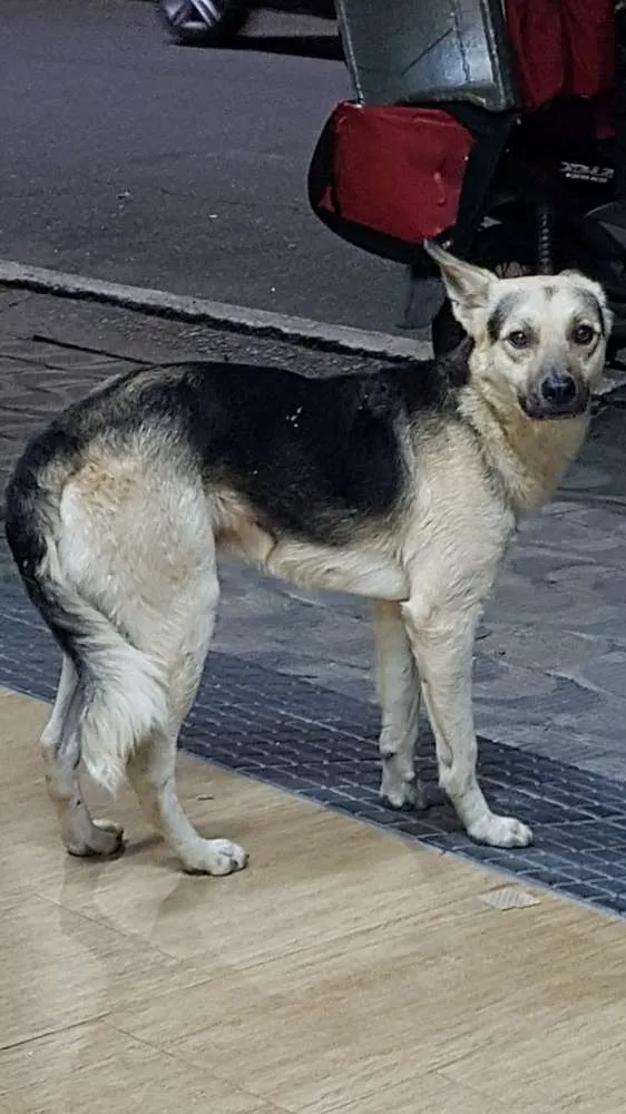 Cachorro ra a Mistura de pastor idade 3 anos nome Não sei
