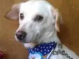 Desconhecido