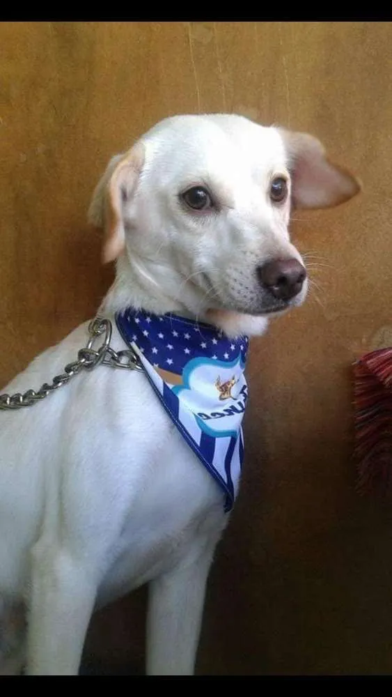 Cachorro ra a SRD idade 2 anos nome Rex