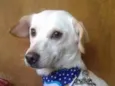 Rex