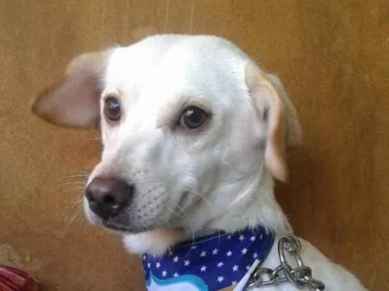 Cachorro ra a SRD idade 2 anos nome Rex