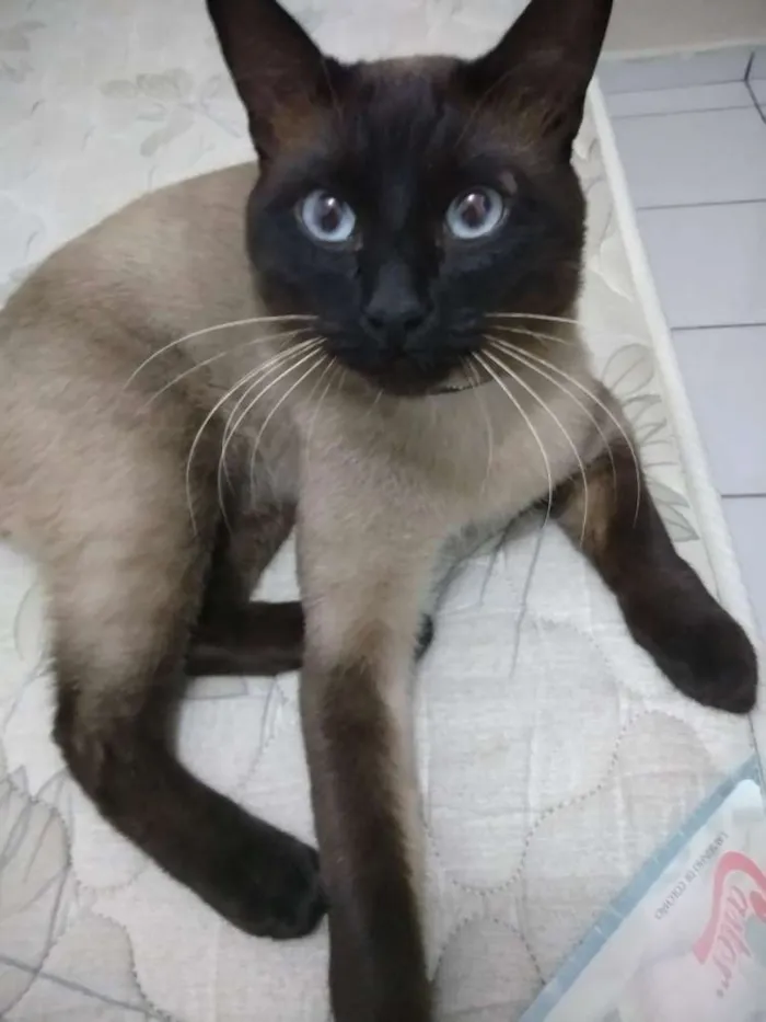 Gato ra a Siamês idade 1 ano nome Johnny