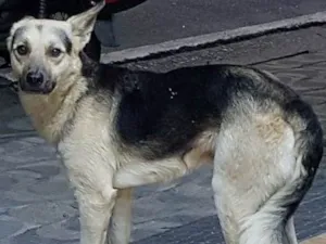 Cachorro raça Mistura de pastor idade 3 anos nome Não sei