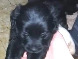 Cachorro raça Poodle médio com Labrador idade Abaixo de 2 meses nome Adote