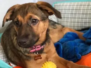 Cachorro raça SRD idade 2 a 6 meses nome Jade