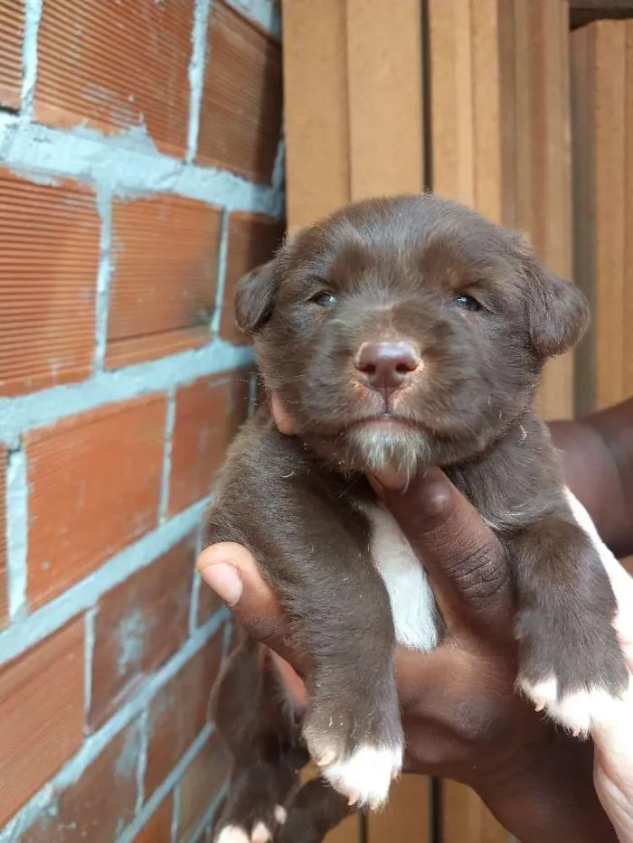 Cachorro raça Srd idade Abaixo de 2 meses nome Sem nome