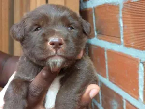 Cachorro raça Srd idade Abaixo de 2 meses nome Sem nome