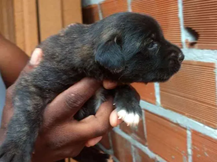 Cachorro raça Srd idade Abaixo de 2 meses nome Sem nome