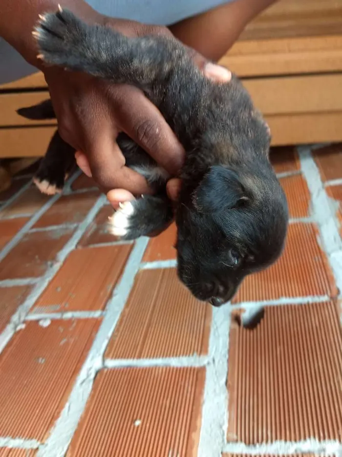 Cachorro raça Srd idade Abaixo de 2 meses nome Sem nome preta