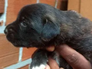 Cachorro raça Srd idade Abaixo de 2 meses nome Sem nome preta