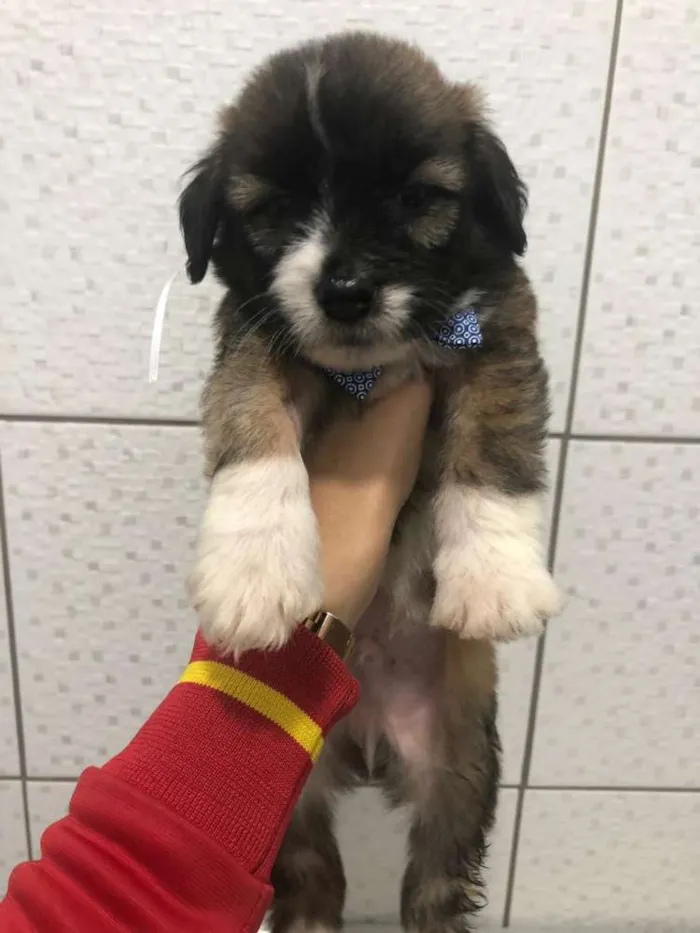 Cachorro ra a srd idade Abaixo de 2 meses nome Sem nome