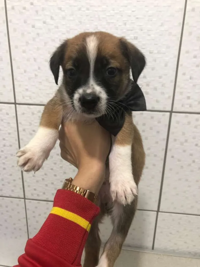 Cachorro ra a srd idade Abaixo de 2 meses nome Sem nome