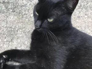 Gato raça Sem raça definida  idade 3 anos nome Perola