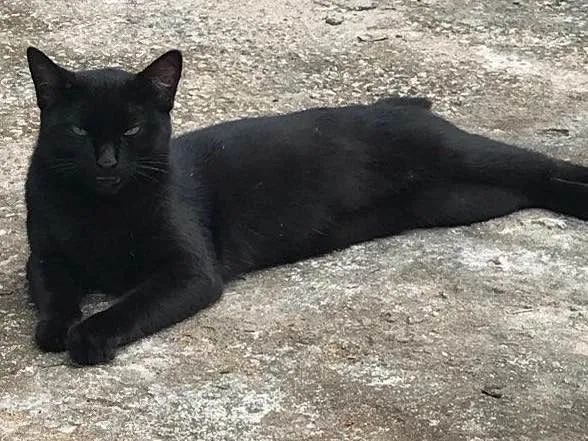 Gato ra a Sem raça definida  idade 3 anos nome Perola