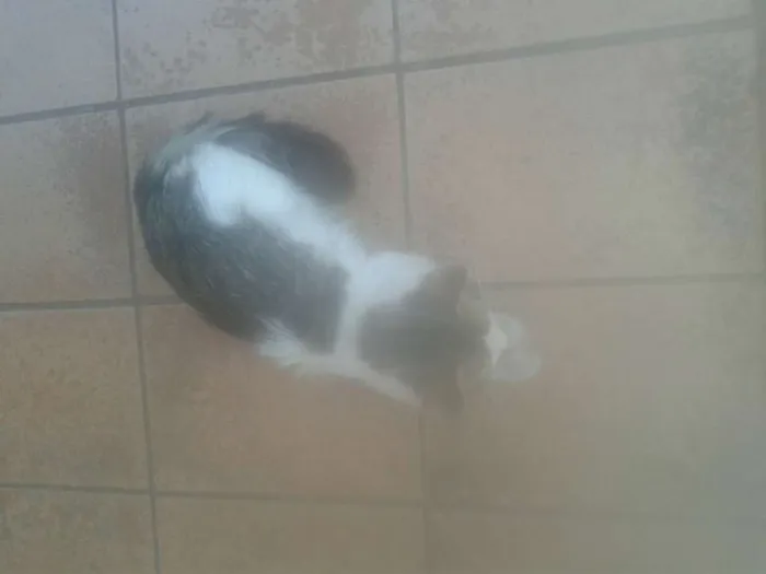 Gato ra a É um felino  idade 1 ano nome Não sei 