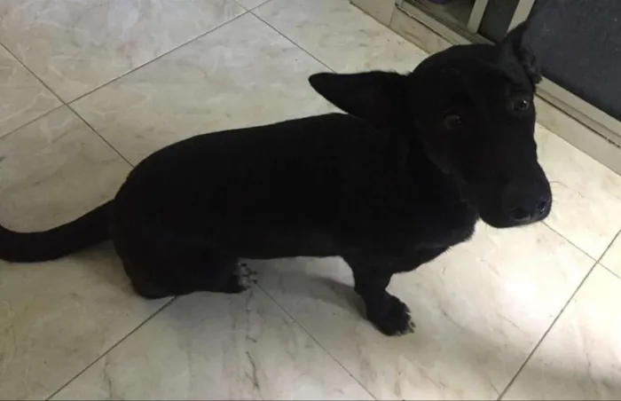 Cachorro raça mestiça idade 7 a 11 meses nome pantera