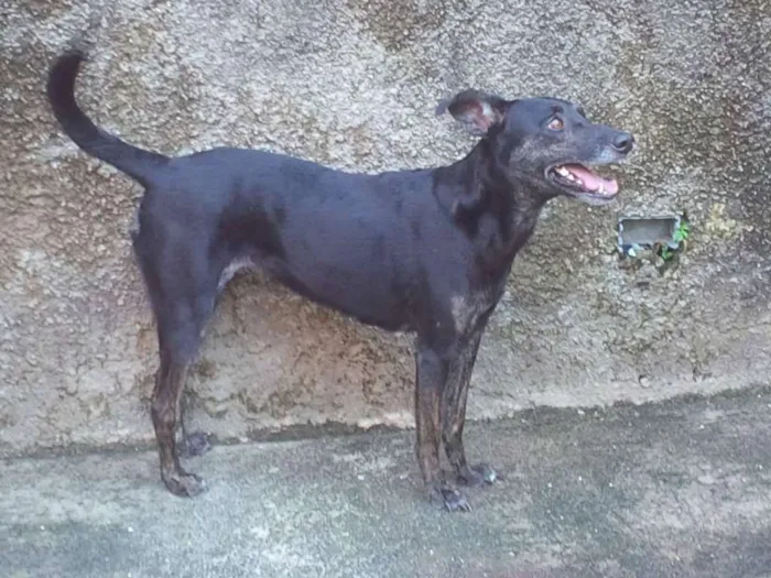 Cachorro ra a Sem raça definida idade 3 anos nome Bete
