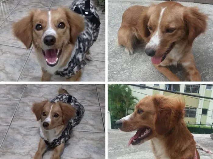 Cachorro ra a SRD idade 7 a 11 meses nome Não sei 