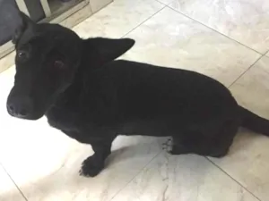 Cachorro raça mestiça idade 7 a 11 meses nome pantera