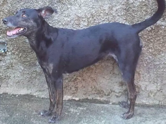 Cachorro ra a Sem raça definida idade 3 anos nome Bete
