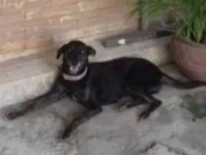 Cachorro raça Sem raça definida idade 3 anos nome Bete