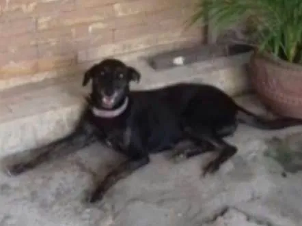 Cachorro ra a Sem raça definida idade 3 anos nome Bete