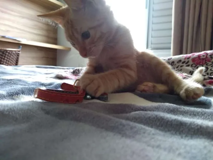 Gato ra a Vira lata idade 2 a 6 meses nome Aurora