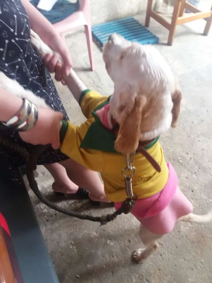 Cachorro ra a Cocker idade 7 a 11 meses nome Sem nome 