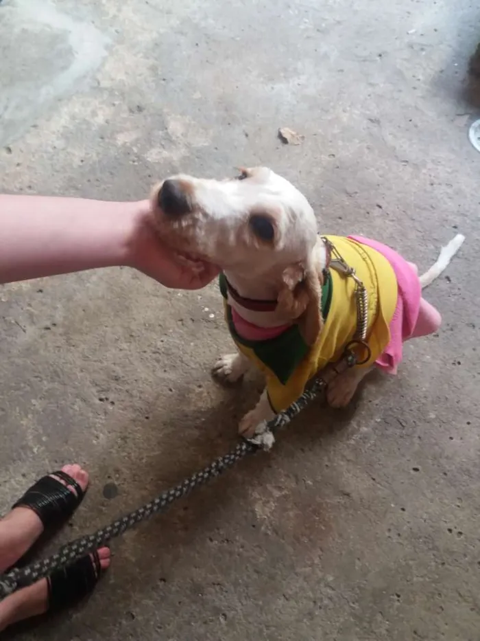 Cachorro ra a Cocker idade 7 a 11 meses nome Sem nome 