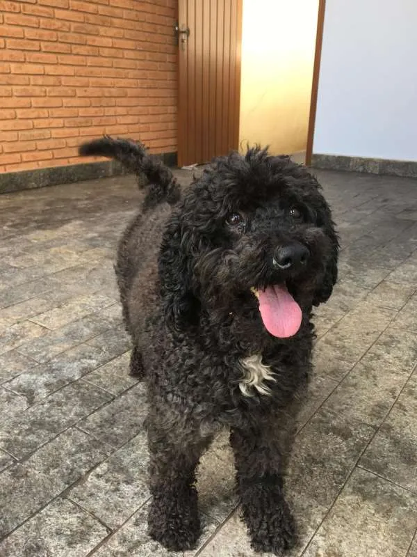 Cachorro ra a poodle idade 2 anos nome bob