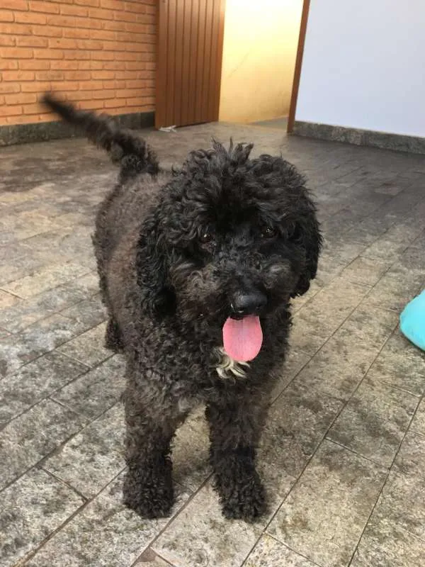 Cachorro ra a poodle idade 2 anos nome bob