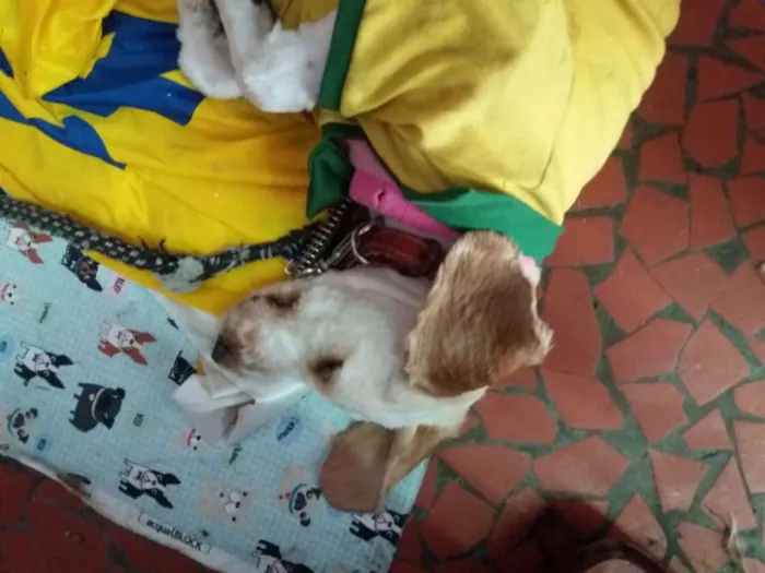 Cachorro ra a Cocker idade 7 a 11 meses nome Sem nome 