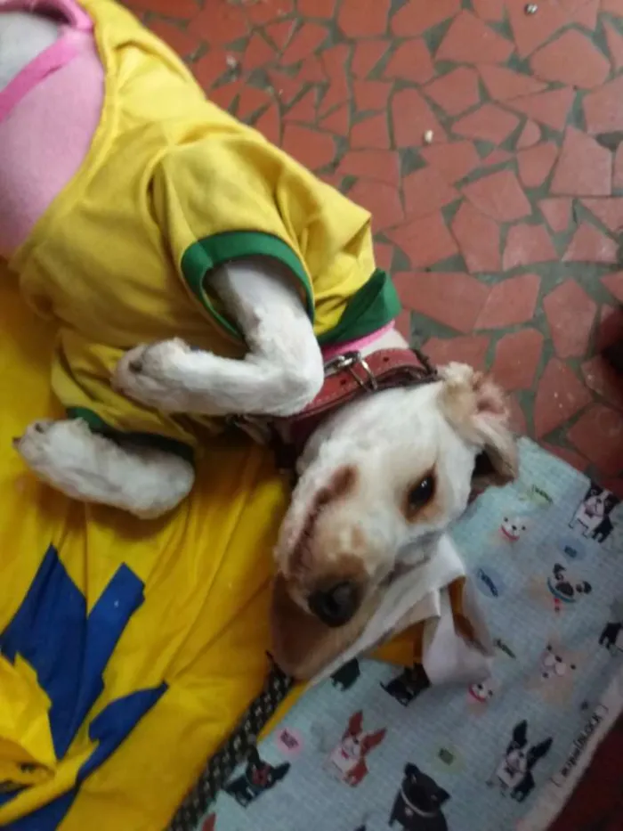 Cachorro ra a Cocker idade 7 a 11 meses nome Sem nome 