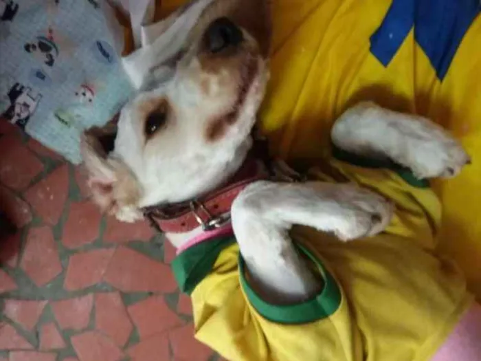 Cachorro ra a Cocker idade 7 a 11 meses nome Sem nome 