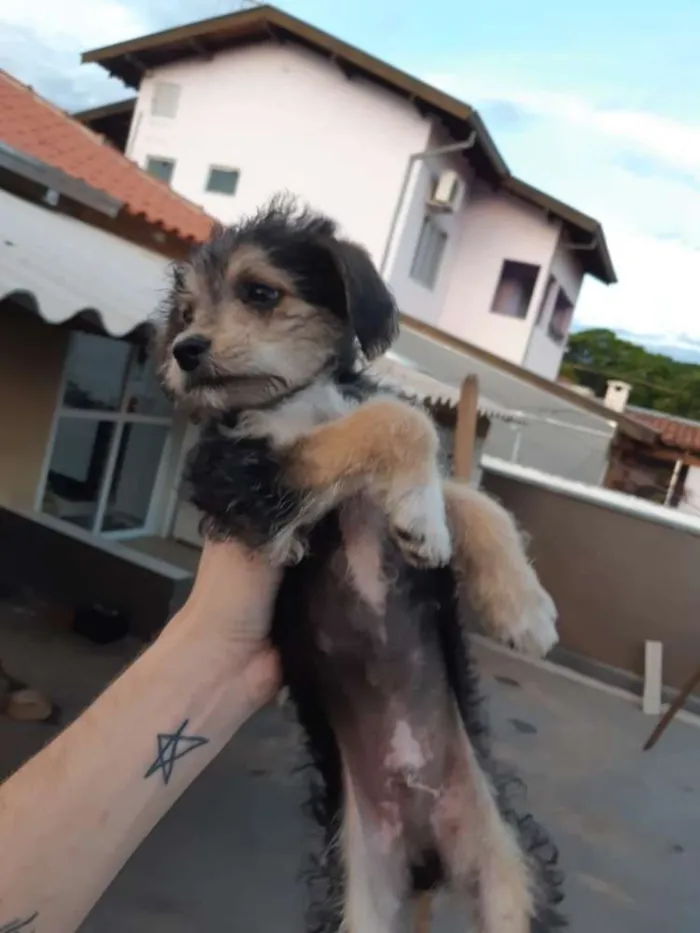 Cachorro ra a SRD idade 2 a 6 meses nome Sem nome ainda