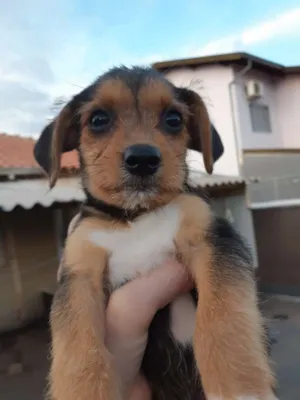 Cachorro raça SRD idade 2 a 6 meses nome  Sem nomes ainda
