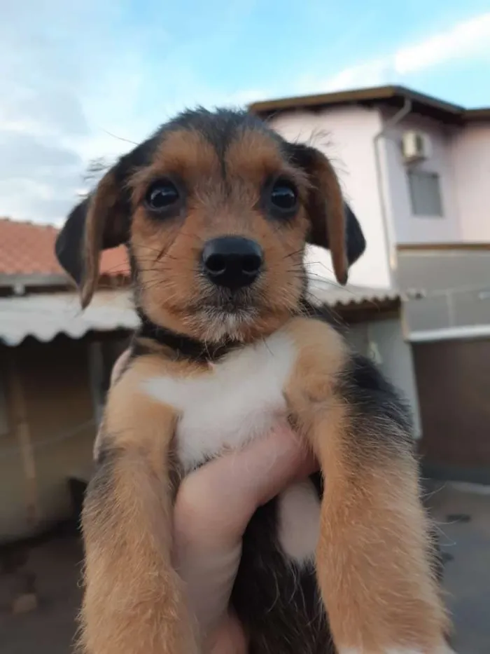 Cachorro ra a SRD idade 2 a 6 meses nome  Sem nomes ainda