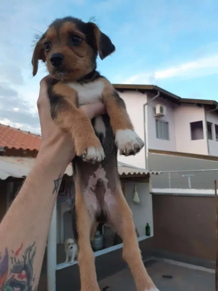 Cachorro ra a SRD idade 2 a 6 meses nome  Sem nomes ainda