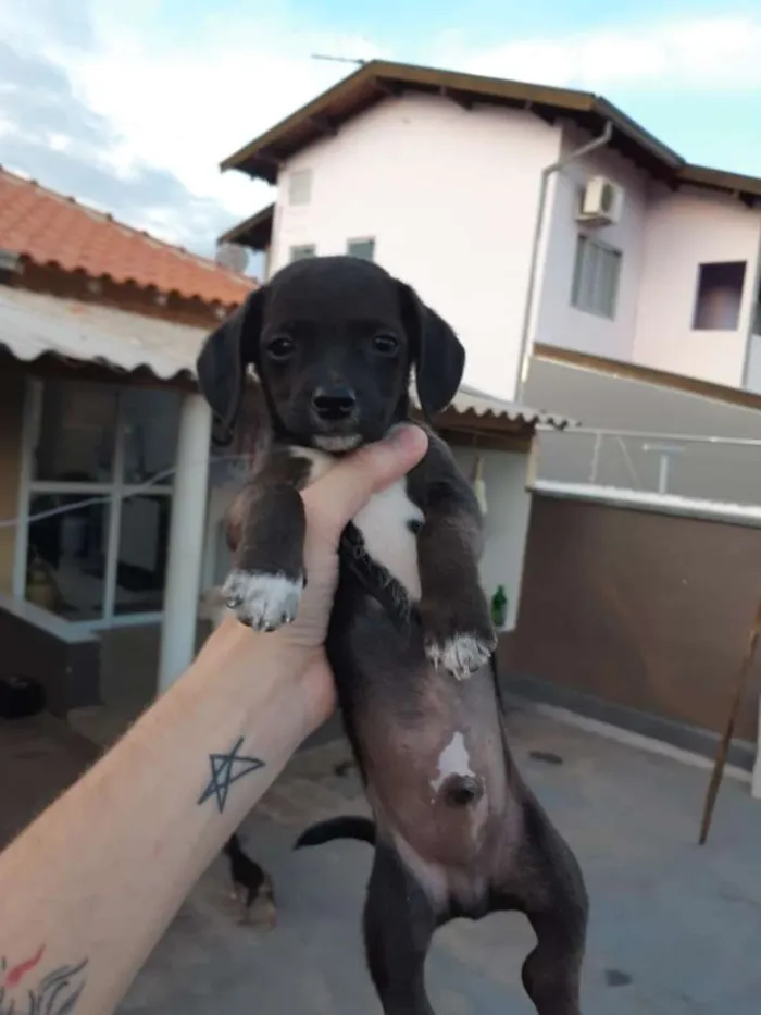 Cachorro ra a SRD idade 2 a 6 meses nome  Sem nomes ainda