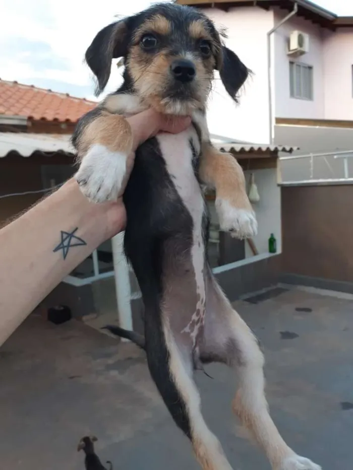 Cachorro ra a SRD idade 2 a 6 meses nome  Sem nomes ainda