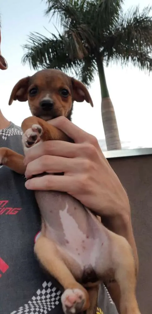 Cachorro ra a SRD idade 2 a 6 meses nome  Sem nomes ainda