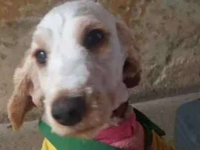 Cachorro ra a Cocker idade 7 a 11 meses nome Sem nome 