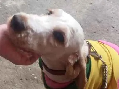 Cachorro ra a Cocker idade 7 a 11 meses nome Sem nome 