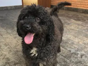 Cachorro raça poodle idade 2 anos nome bob